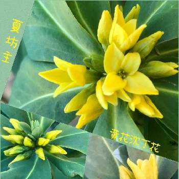 夏坊主の投稿画像一覧 Greensnap グリーンスナップ