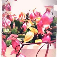 ウエンディの育て方 日当たり加減や室内で適した置き場所とは Greensnap グリーンスナップ