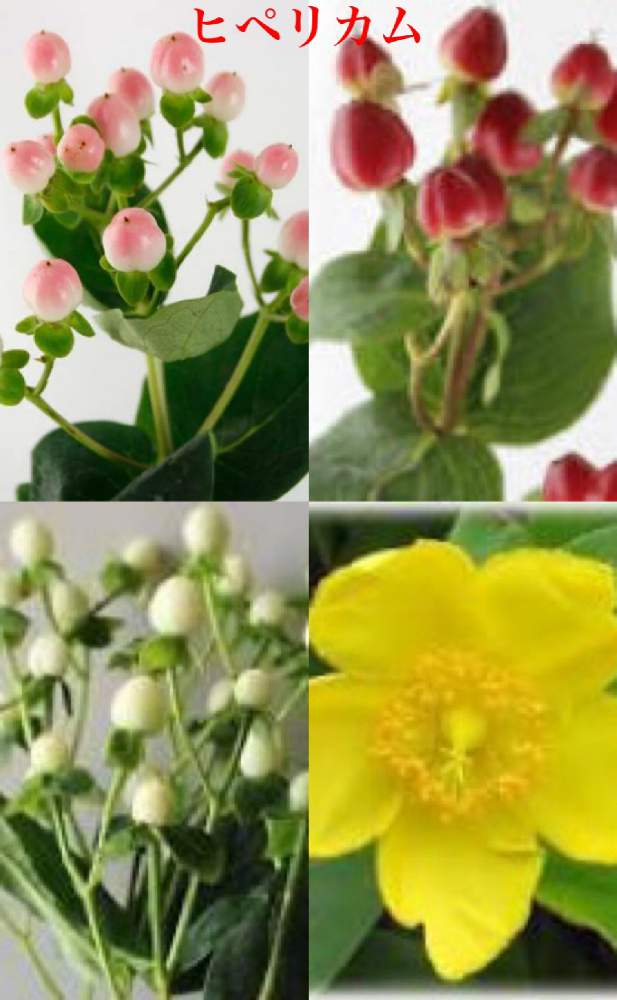 ピッコロさんの投稿画像 21月2月6日 Greensnap グリーンスナップ