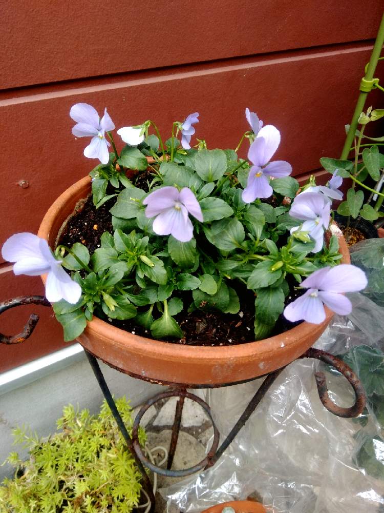 ビオラの投稿画像 By おかぴさん ビオラ ビビ ヘブンリーブルーとネコ好きとビオラ パンジーとチーム愛知とおうち園芸 21月2月6日 Greensnap グリーンスナップ