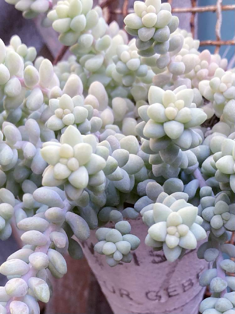 多肉植物 ビアホップの投稿画像 By まなさん モリモリ と多肉のある暮らしと緑のある暮らしとムッチリぷくぷくの日とビアポップ と多肉初心者 21月2月6日 Greensnap グリーンスナップ