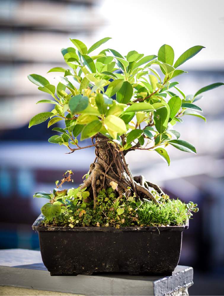 ガジュマルの投稿画像 By ジョセンスさん バルコニー ベランダと観葉植物と ガジュマルと塊根植物とフィカス ミクロカルパと盆栽と観葉植物と ガジュマルと塊根植物とフィカス ミクロカルパと盆栽 21月2月6日 Greensnap グリーンスナップ Greensnap