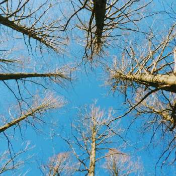 メタセコイヤの樹木の画像 by m＆oさん | お出かけ先と都立水元公園と雲仲間と空撮りと散策の途中でと今朝の散歩道とメタセコイヤの樹木
