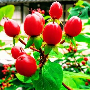 ヒペリカム赤の投稿画像一覧 Greensnap グリーンスナップ