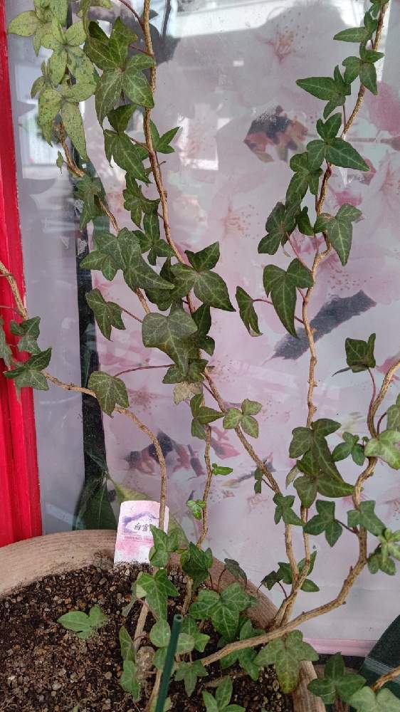 ヘデラ 白雪姫の投稿画像 By アスカ瑞穂さん アイビーと変わった植物と可愛い植物とチーム愛知 21月2月6日 Greensnap グリーンスナップ