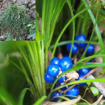 青い実の投稿画像一覧 Greensnap グリーンスナップ