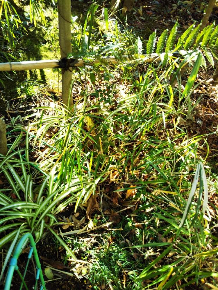 オリヅルランの投稿画像 By 四君子さん 笹 スズタケと竜のヒゲ 21月2月6日 Greensnap グリーンスナップ