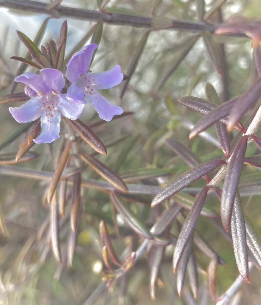 ウエストリンギア オーストラリアンローズマリー の投稿画像 By かぶとさん 地植えとご近所さんの植物といつもの通り道と完全雨晒しとうす紫色と紫色の花とkbn46 21月2月6日 Greensnap グリーンスナップ