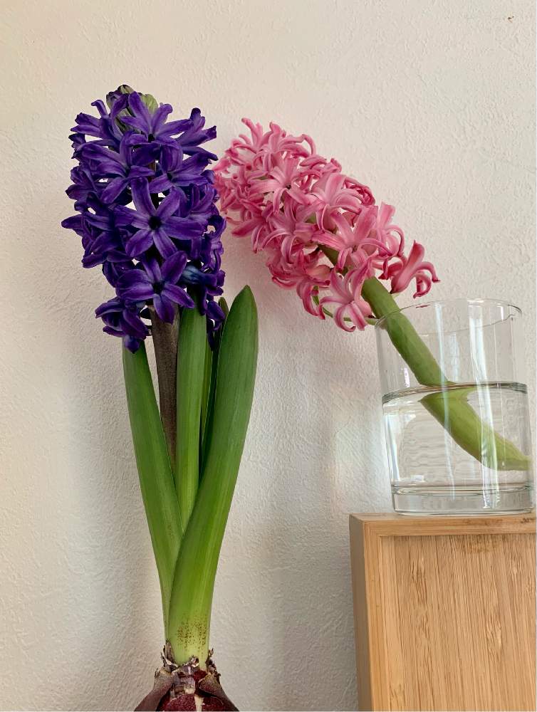 ヒヤシンスの投稿画像 By ぽっぽさん 水耕栽培と花のある暮らしとヒヤシンス水栽培 21月2月6日 Greensnap グリーンスナップ