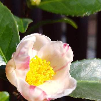 炉開きの投稿画像一覧 Greensnap グリーンスナップ