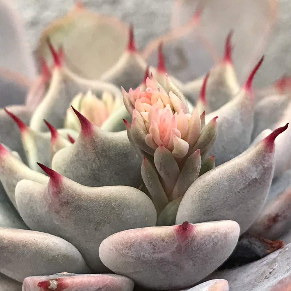 多肉植物の投稿画像 By たえさん 多肉大好きと嬉しいと多肉の花芽とおうち園芸とエケベリア属と多肉中毒 と多肉の爪が好き とチーム愛知とかわいい 21月2月6日 Greensnap グリーンスナップ