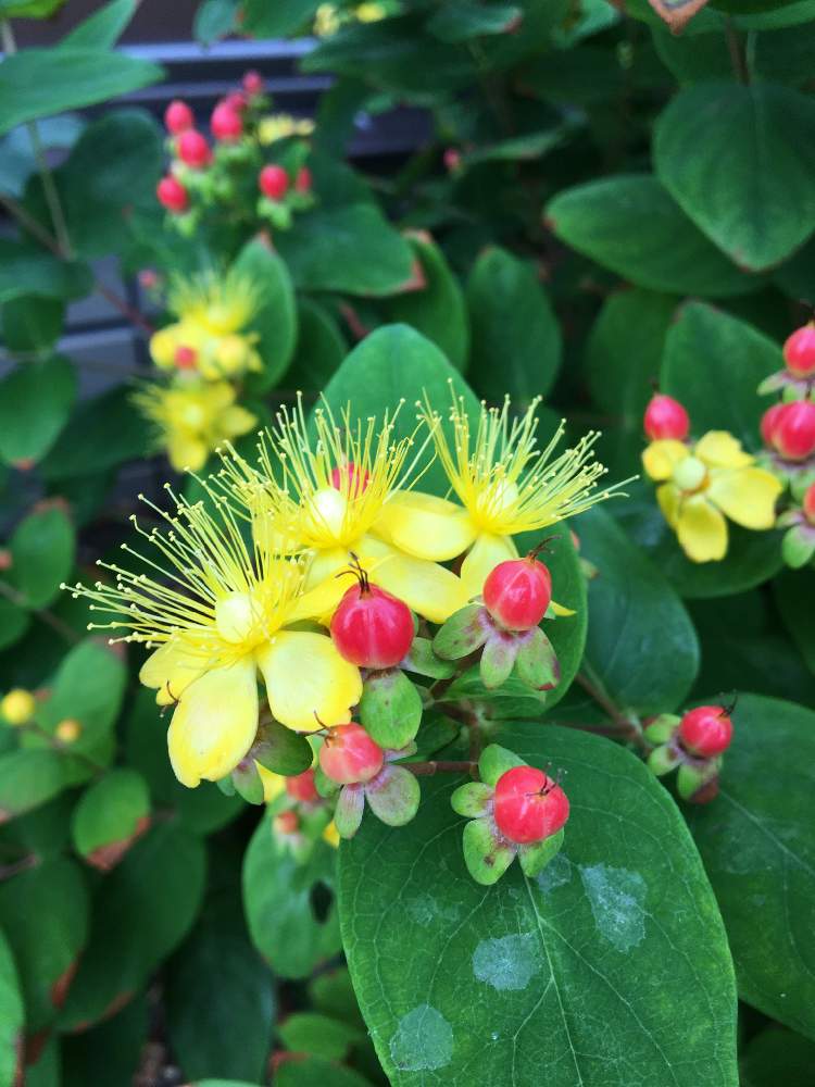 ヒペリカムの投稿画像 By ニーナさん 花壇と今日のお花と黄色の花とヒペリカム と北海道と赤い実 21月2月6日 Greensnap グリーンスナップ