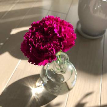 空き瓶の画像 by ぴーさん | 部屋とカーネーションと空き瓶とWEEKEND FLOWERとお気に入りの器や花瓶と植物と花いっぱいプロジェクトと花のある暮らし
