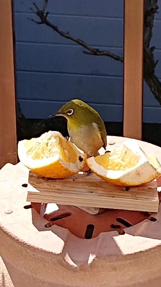 メジロさんの投稿画像 By こうきみほさん メジロとスマホ撮影と熊本からとがんはろー 21月2月6日 Greensnap グリーンスナップ