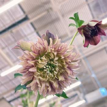 クリスマスローズ クレオパトラの投稿画像一覧 Greensnap グリーンスナップ