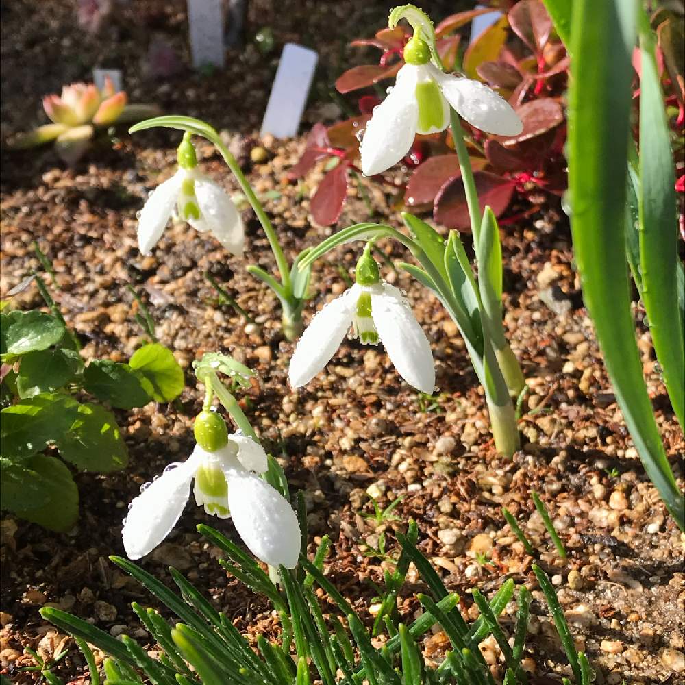 スノードロップの投稿画像 By じんちゃんさん 花のある暮らしと多肉女子とおうち園芸 21月2月6日 Greensnap グリーンスナップ