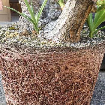 根鉢の画像 by 蒼也さん | ユッカと植え替えとユッカ属と青年の樹と根鉢