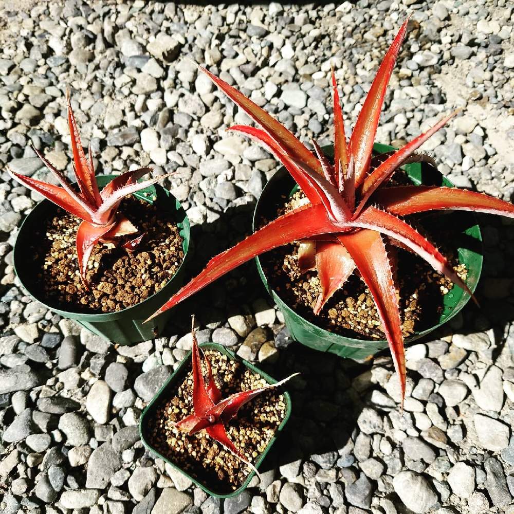 ディッキア レプトスタキア Hyb の投稿画像 By Johnnywasgoodguyさん 観葉植物とディッキアとディッキア属とブロメリアと珍奇植物とビザールプランツと多肉植物 21月2月6日 Greensnap グリーンスナップ