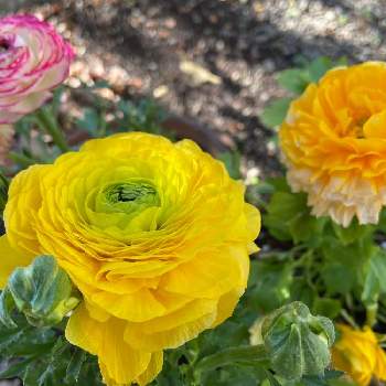 ハナキンポウゲ の投稿画像一覧 Greensnap グリーンスナップ