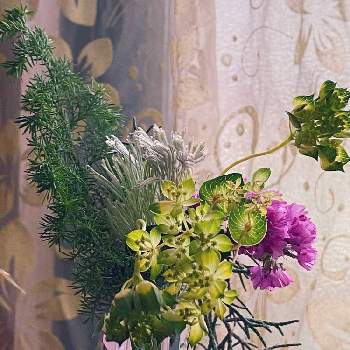 ブルーアイスの投稿画像一覧 Greensnap グリーンスナップ