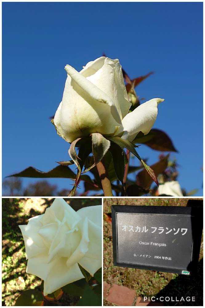リアル豚皮　 フリンジベスト　ハンドペイント薔薇 リアル豚皮 フリンジベスト ハンドペイント薔薇 レディース