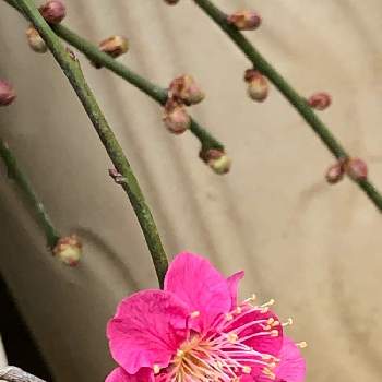 紅梅♪の画像 by クック宮さん | 小さな庭と自然のままとiPhone撮影と紅梅♪と庭の片隅で…