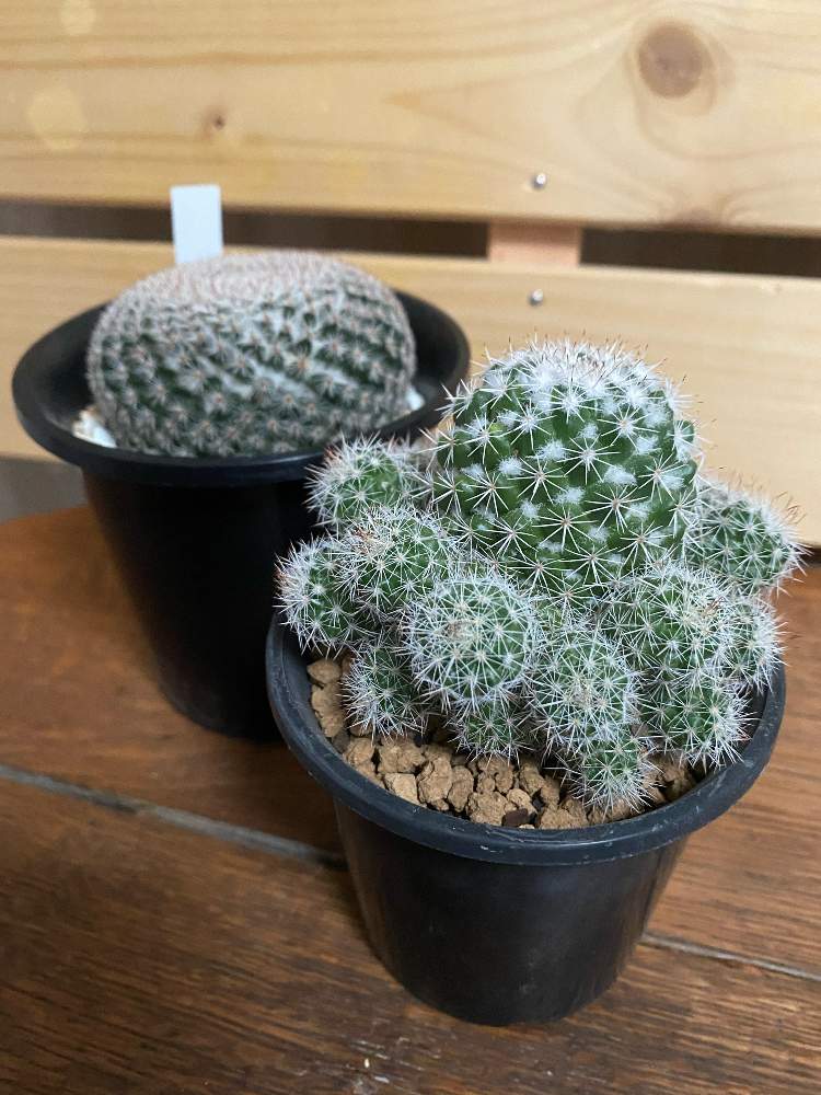 サボテンの投稿画像 By Makotoさん マミラニアとマミラニア属大福丸とマミラニア属桃花丸とサボテン科とサボテン小鉢とマミラリア属 大福丸とマミラニア属とおうち園芸とサボテン男子とサボテン 鉢植えと サボテンとサボテンフレームとフレーム栽培とサボテン実生と