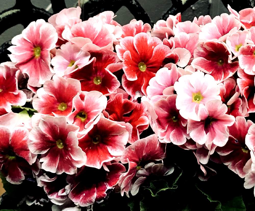 ゆうこさんの投稿画像 21月2月6日 Greensnap グリーンスナップ