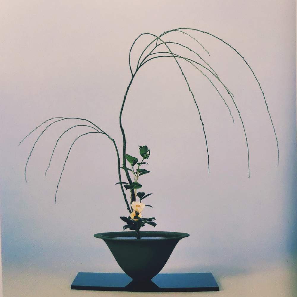 白玉椿の投稿画像 By Eryさん しだれ柳と私の生花と私の生花 21月2月6日 Greensnap グリーンスナップ Greensnap グリーンスナップ