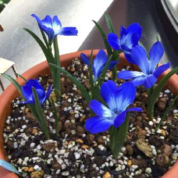 珍しい青い花見つけたの投稿画像一覧 Greensnap グリーンスナップ