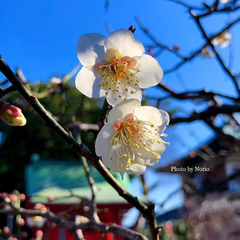 梅の花の投稿画像 By Norioさん お寺と近所の花とgs映えといい香りと花のある暮らしとお散歩と小さな花と春の足音 21月2月 6日 Greensnap グリーンスナップ