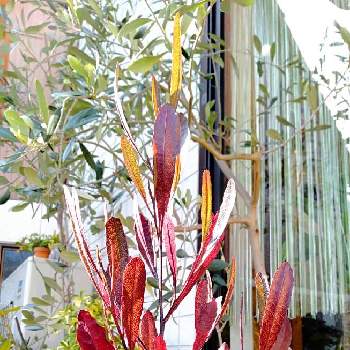 ドドナエア プルプレアの投稿画像一覧 Greensnap グリーンスナップ