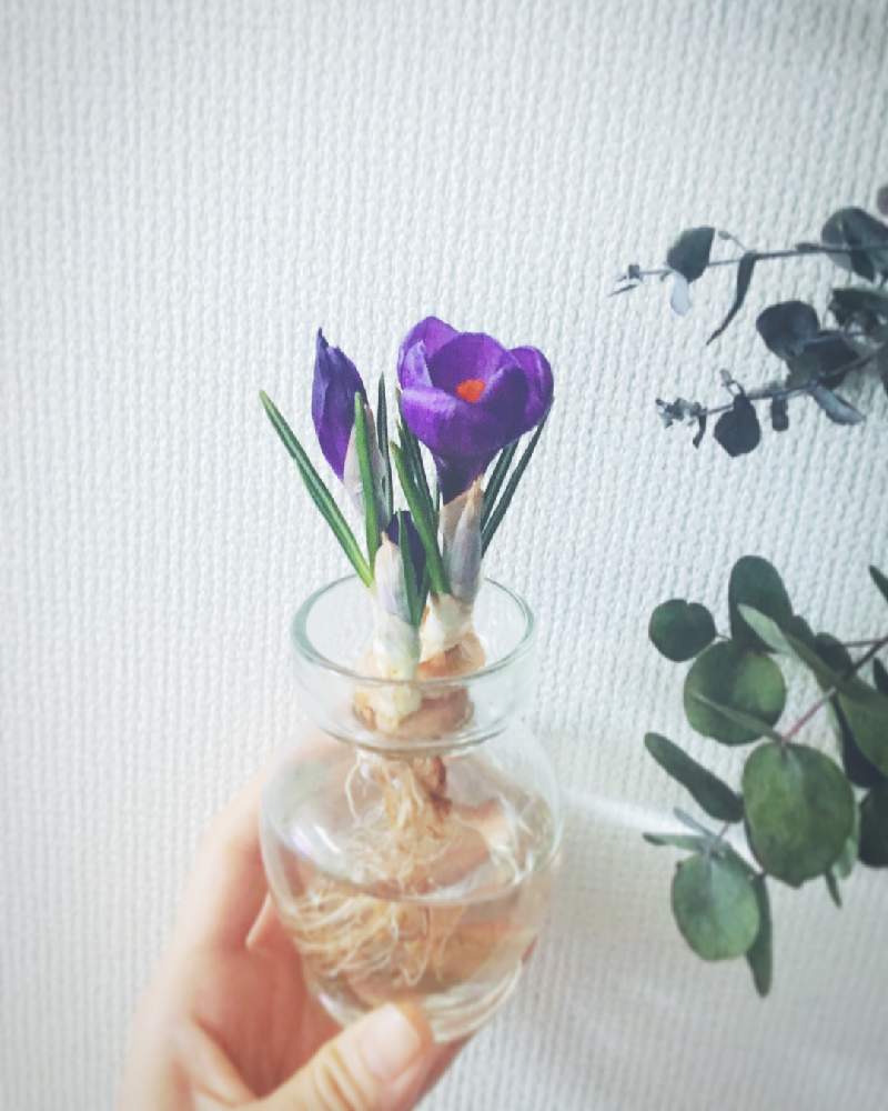 クロッカスの投稿画像 By Leapさん ユーカリと水耕栽培と花のある暮らしと花のある部屋とお気に入りの器や花瓶と植物 21月2月6日 Greensnap グリーンスナップ