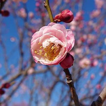 枝の花の画像 by けいにゃんこさん | お出かけ先とピンクの花と梅の花大好きと枝の花と香りのいい花と春の息吹