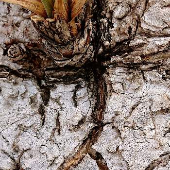 カリバナス・フーケリーの画像 by ジャッカルさん | バルコニー/ベランダとカリバナス・フーケリーと塊根とお気に入り♡とリュウゼツラン科と塊根植物とカリバナスとバルコニスト