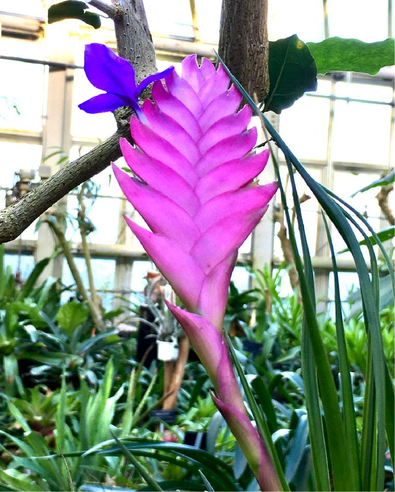 ハナアナナスの投稿画像 By Magicalさん 植物園と地植えと温室と11月 21月2月7日 Greensnap グリーンスナップ