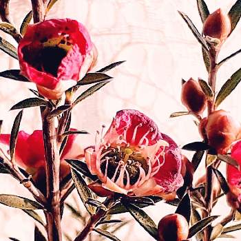 ギョリュウバイ 赤の画像 by さくら貝さん | 窓辺とギョリュウバイとスマホ撮影と ギョリュウバイとギョリュウバイ 赤と花びらとお花