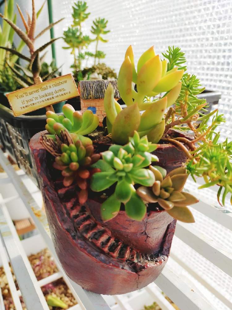 多肉植物の投稿画像 By Masaki2765さん 観葉植物と冬越しとビニールハウスと温室と創作鉢と多肉寄せ植え 21月2月7日 Greensnap グリーンスナップ
