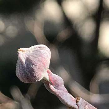 ハナミズキの花芽の投稿画像一覧 Greensnap グリーンスナップ