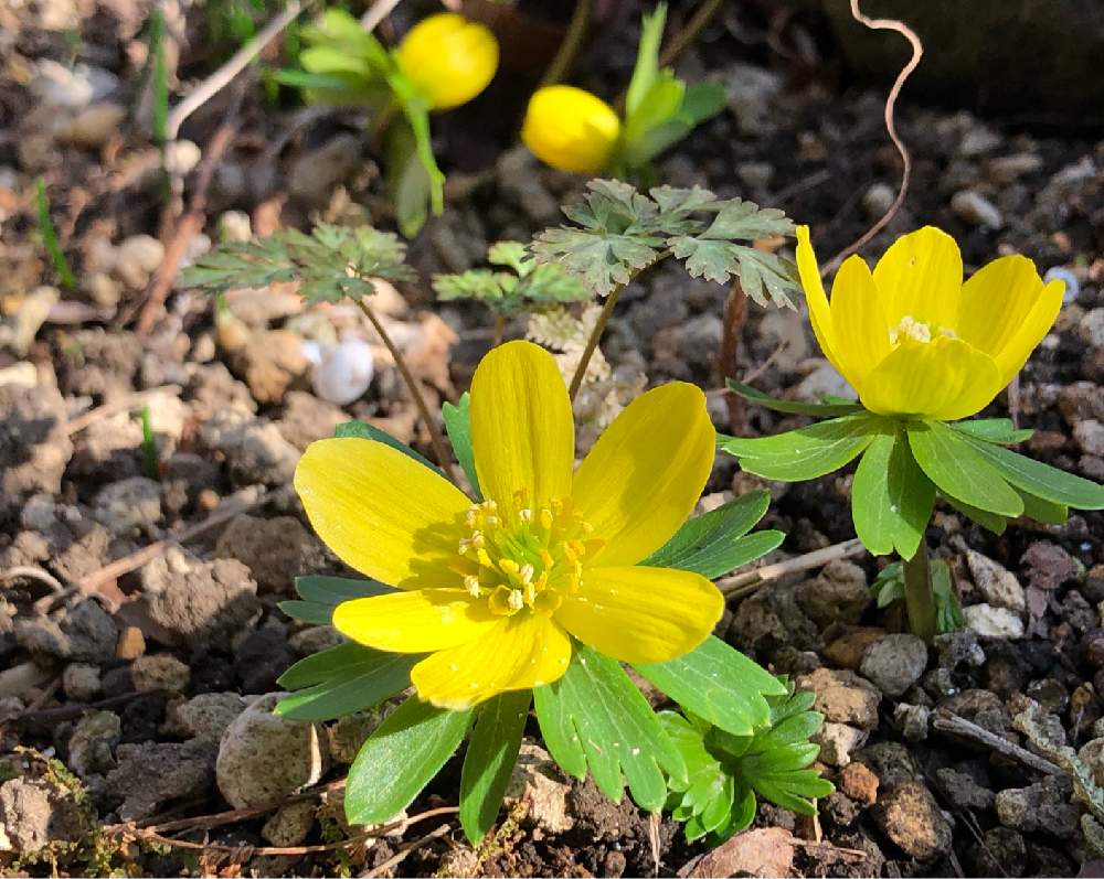 キバナセツブンソウの投稿画像 By おとみさんさん キバナセツブンソウの花と山野草とセツブンソウ と洋種山野草と球根と秋植え球根と球根植物 21月2月7日 Greensnap グリーンスナップ