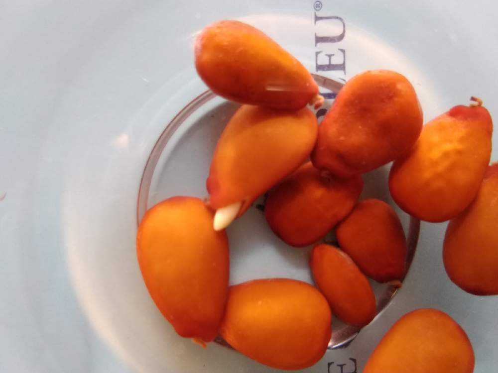 イナゴマメの投稿画像 By Hiroshi 1953さん Ceratonia Siliquaとキャロブ と食べられる実 と植物のある暮らしとおうち園芸とみどりのまとめ有りますと実のなる木とタネから育てると珍奇植物 21月2月7日 Greensnap グリーンスナップ