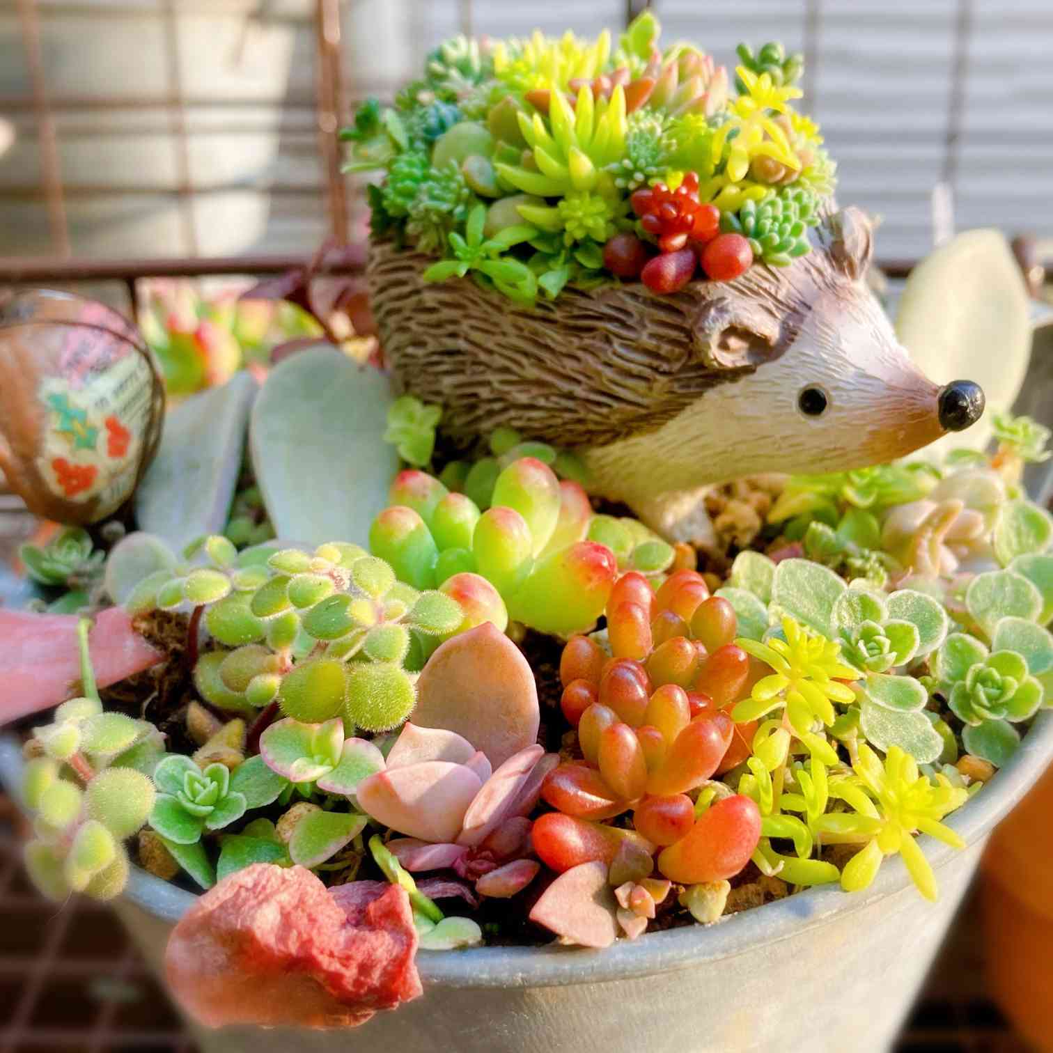 多肉植物 寄せ植え❁⃘*.゜取っ手付きカゴ ハリネズミさんの多肉畑✩.*˚ 多肉植物 寄せ植えそのまま飾れる✩.*˚ハリネズミさんの多肉畑