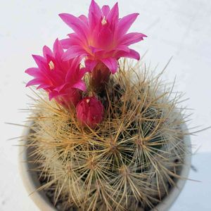 銀翁玉,サボテンの花,サボテン☆,たにおたくらぶ,バラと夢CLUBの画像