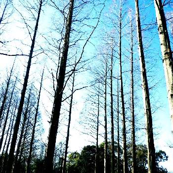 メタセコイヤの樹木の画像 by m＆oさん | お出かけ先と都立水元公園とメタセコイヤの樹木と散策の途中でと今朝の散歩道