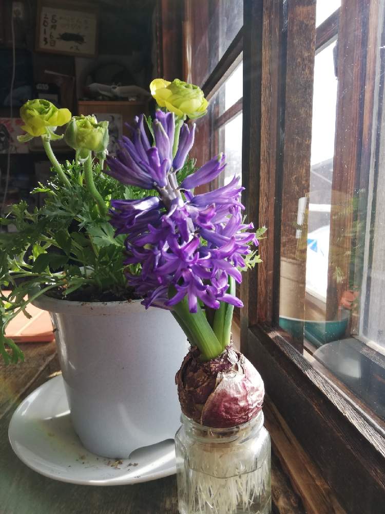 ヒヤシンスの投稿画像 By Saricoさん ラナンキュラスと鉢植えとヒヤシンス水栽培 21月2月7日 Greensnap グリーンスナップ