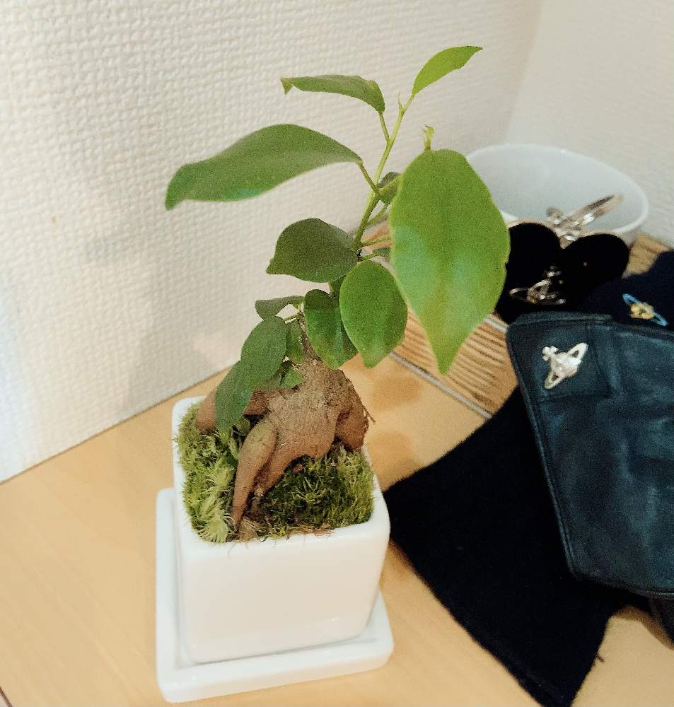 ガジュマルの投稿画像 By シータさん 21月2月7日 Greensnap グリーンスナップ