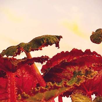 ミステリアスなの画像 by キラライ　ブツ子さん | レックスベゴニアドットとドットと自然のままにとcollaboキラと赤い葉っぱとレックスベゴニア☘️と色目が素敵とヒカリと水玉の葉っぱとfashionableとミステリアスな