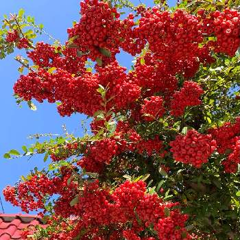 ピラカンサ の投稿画像一覧 Greensnap グリーンスナップ