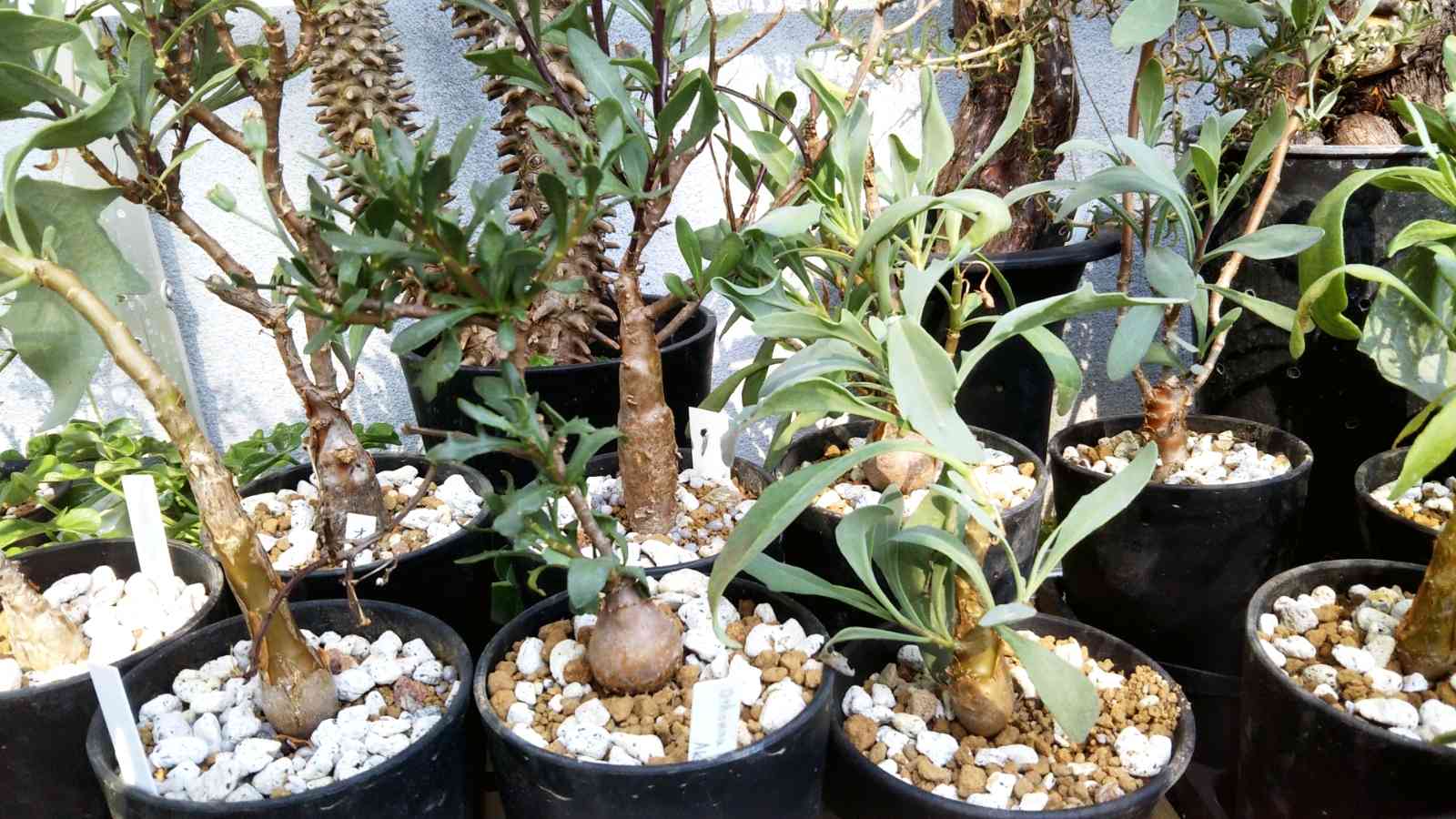 オトンナ マクロスペルマの一覧｜🍀GreenSnap（グリーンスナップ）