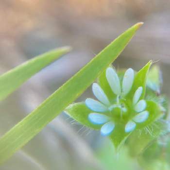 ニラの花 の投稿画像一覧 Greensnap グリーンスナップ